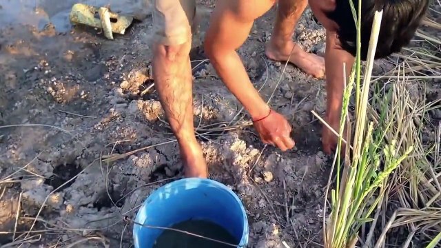 Cambodian people Net Fishing in their rice fields for some fishes to make foods