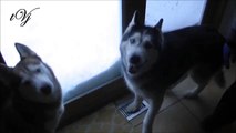 Siberian Huskies Play in the snow - Mishka & Laika