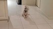 Cute Bichon Frise dog Elmo tilting his head like a boss!