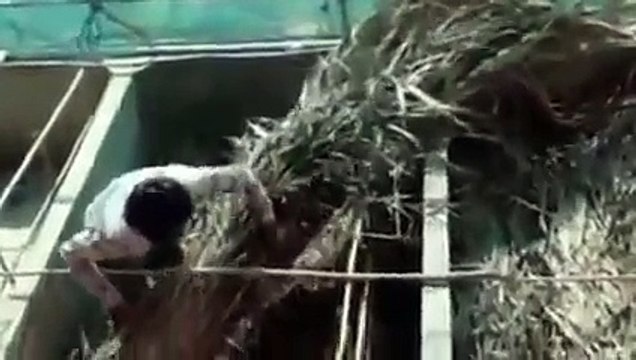 EEL Farming in Cambodia | Khmer farmer feeding eels for selling to their customers