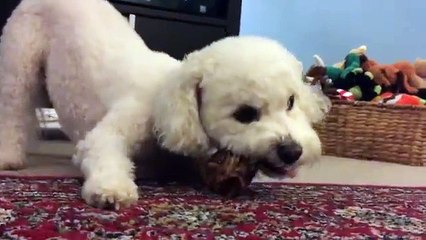Bubba the Bichon Frise at age four!
