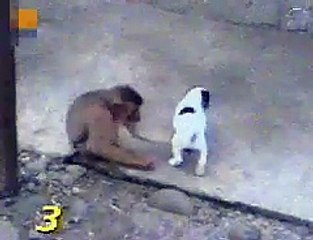 Monkey Laughing At Dog