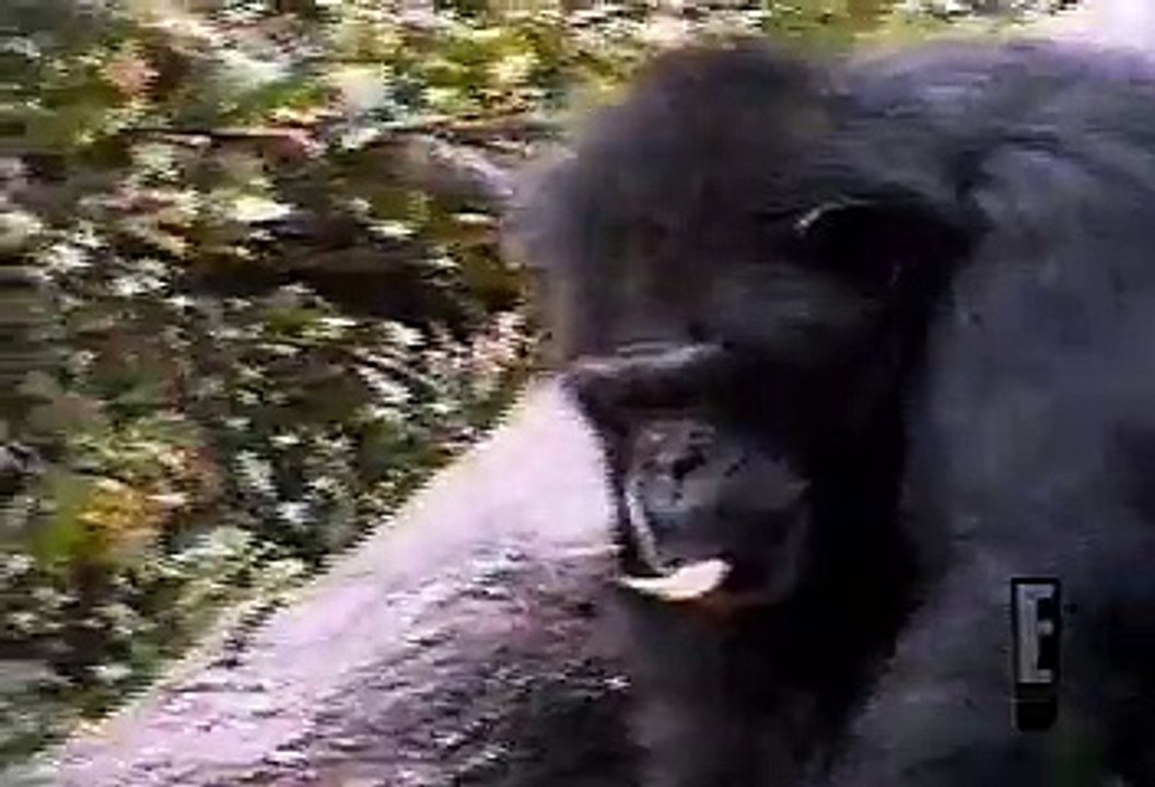 monkey smells his ass