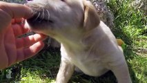 Labrador /Golden Retriever puppy biting my finger