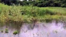 Snake Head Fish bites when Fishing at the countryside lake