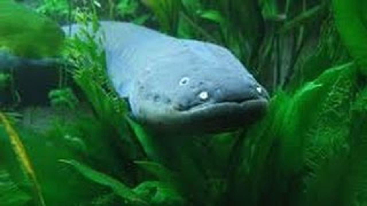 National Geographic Documentary 2015 _Animal Planet Discovery Channel Wild Life