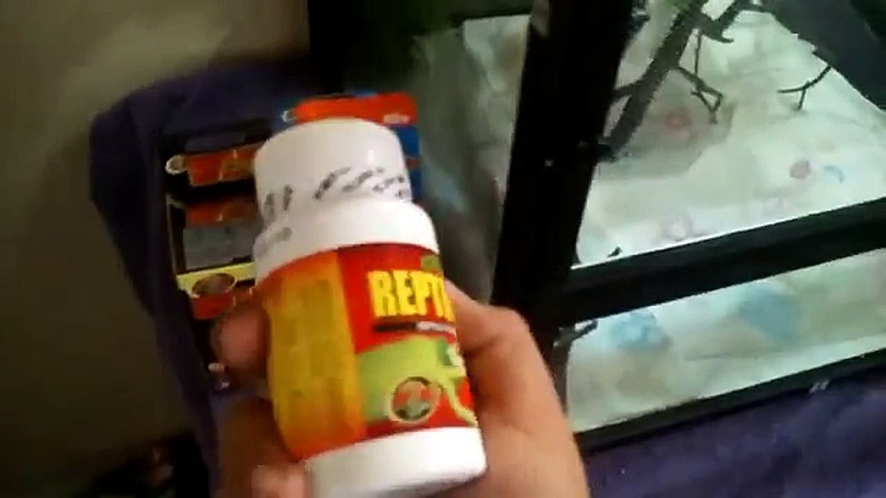 Veiled chameleon care guide part 2