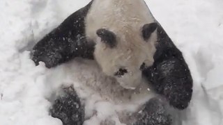 Tian Tian in the Snow (1080p)