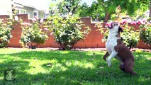 Funny Dogs Dance to Taylor Swifts Shake it Off