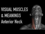 Visual Muscles & Meanings: Anterior Neck - Black Background