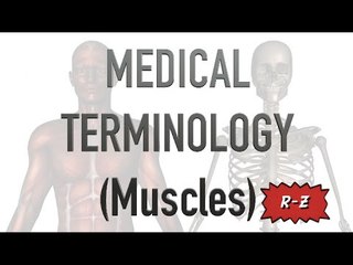 Medical Terminology - Muscles (R-Z)