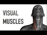 Visual Muscles: Anterior Neck
