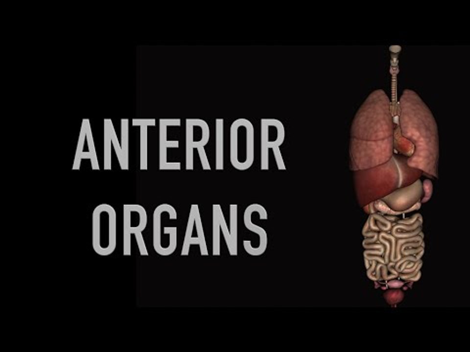 Human Organs - Black Background