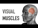Visual Muscles: Face Muscles