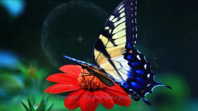 Tina Arena - Aimer jusqu'a l'impossible with subtitle in Portuguese