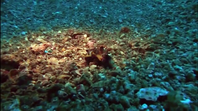 National Geographic Documentary 2015 - Ocean Wonders Sea Monsters Ocean Documentaries