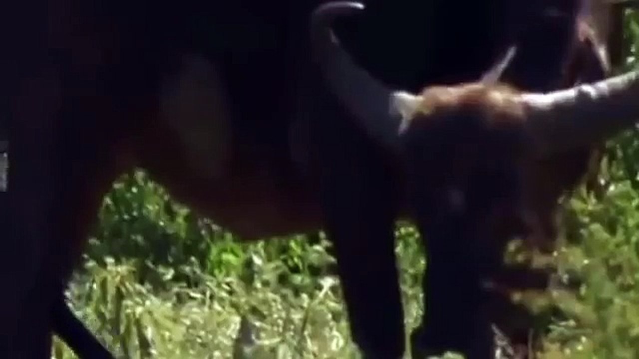 Lions Documentary National Geographic Superheroes vs Buffaloes Extra Special!