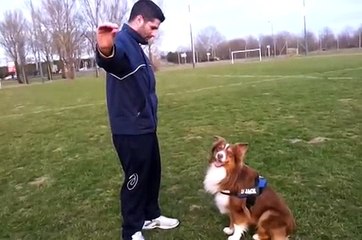 D&#39;Jack Deuxieme Seance Clickertraining