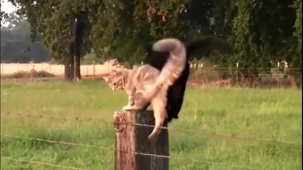 Funny Animals Compilation II - Bad cats edition