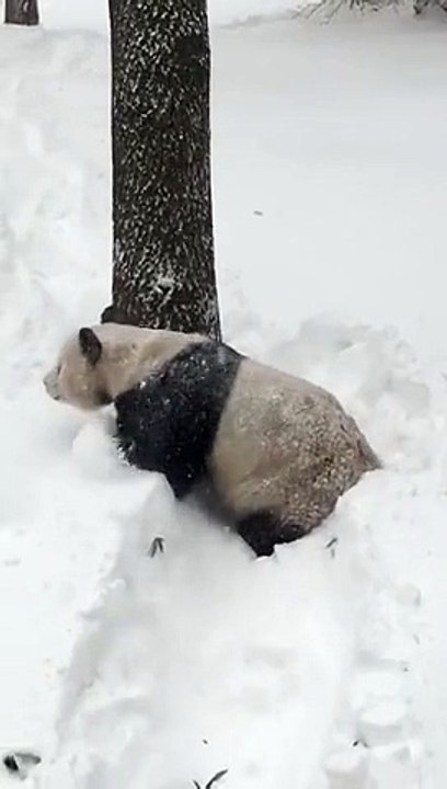 Tian-Tian le panda géant se roule dans la neige fraîche