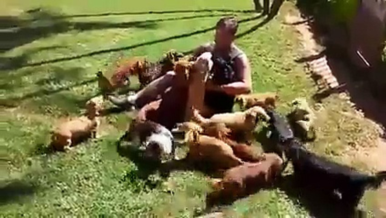 Le paradis des Tequels - chiens trop mignons