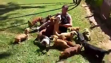 Le paradis des Tequels - chiens trop mignons