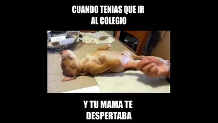 ASI COMO CUANDO TENIAS QUE IR AL COLEGIO Y NO TE DESPERTABAS JAJA