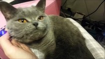 CAT - VideoCute British Shorthair Cat talking - funny video - love pet