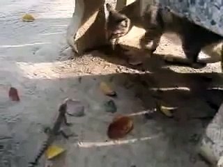 funny cat videos that will make you laugh so hard you cry for kids