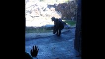 Gorilla breaks glass at Nebraska Zoo