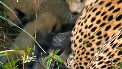 Cheetah, SPEED TO KILL - Animal Documentary