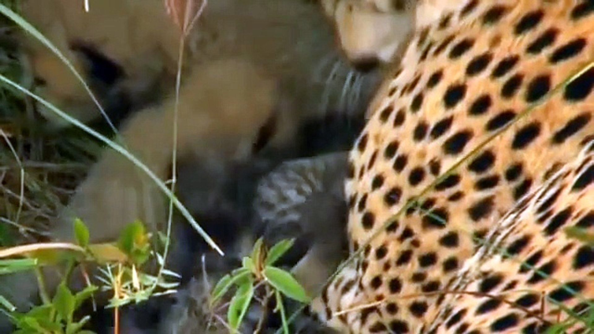 ⁣Cheetah, SPEED TO KILL - Animal Documentary