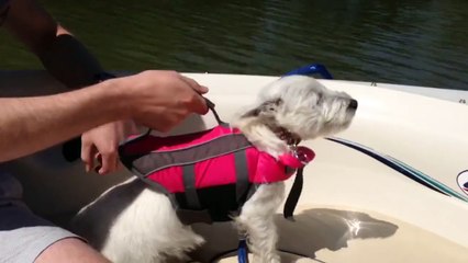 Falcor Puppy Thinks It is Flying
