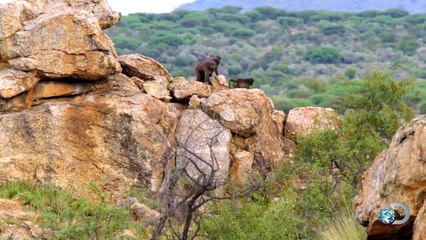 Joe Teti and Matt Graham Chased Down by Baboons
