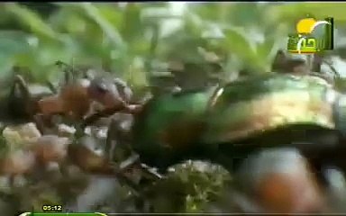 الدفاع عن النفس : : هذا خلق الله : : الرحمة