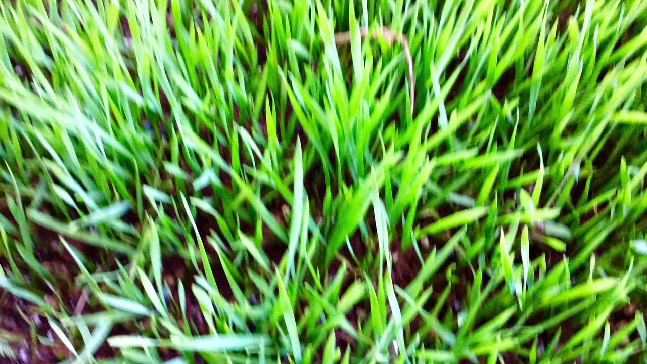 Gaddipuvvu, HD