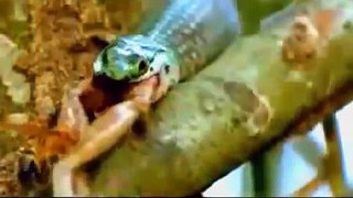 Las Anacondas mas Grandes del Mundo - Documentales National Geographic 2016