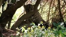 Brazil Wildlife National Geographic Episode 1