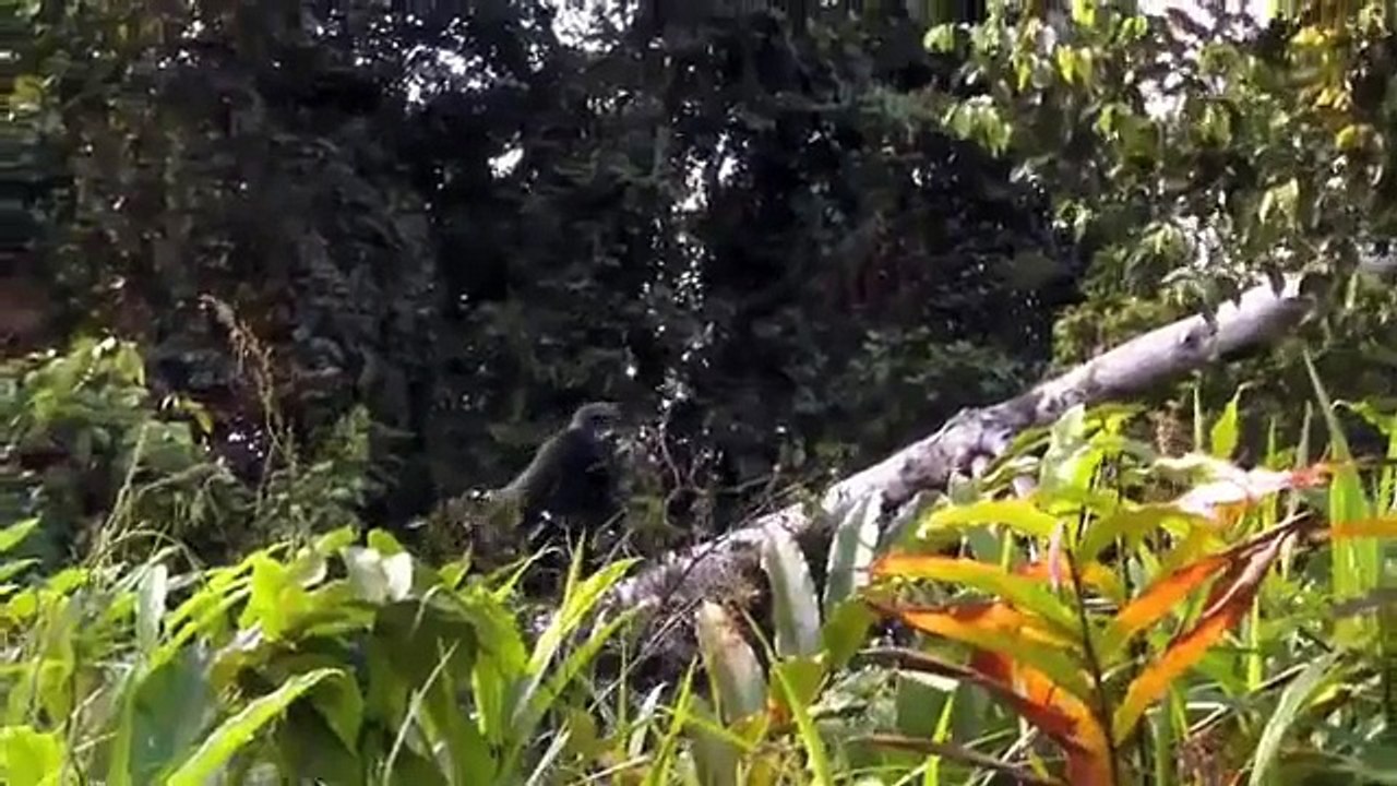 5 Yıl Sonra Sahibini Gören Goril ve bütün amator videolar