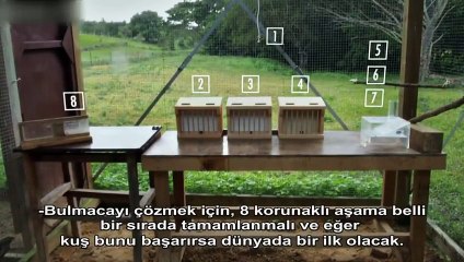 Sekiz Aşamalı Problem Çözen Karga