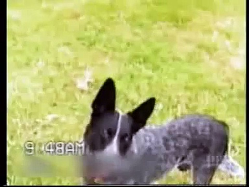 This is one Smart dog, maybe even the smartest dog in the world -