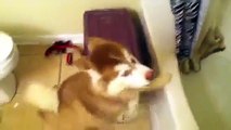Husky pup arguing about taking a bath -