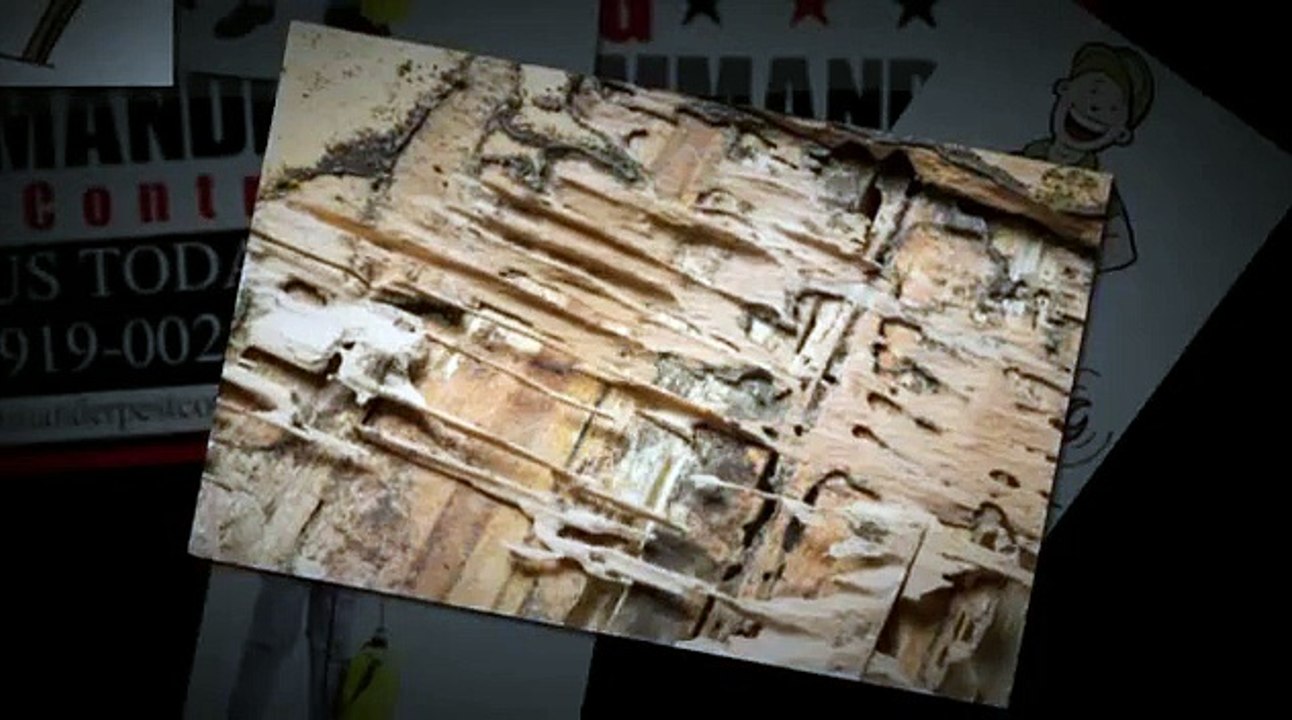 Termite Pest Control Frisco TX _ Call 214-919-0021