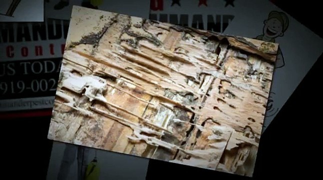 Termite Pest Control Frisco TX _ Call 214-919-0021