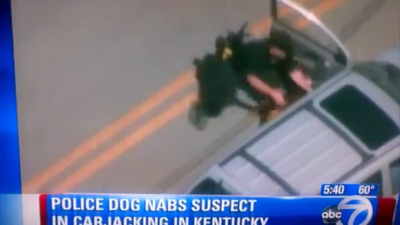Police Dog takes a BITE out of Carjacking Mans Leg in Kentucky -