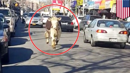 Cow who really doesn't want to get eaten escapes from slaughterhouse in Queens