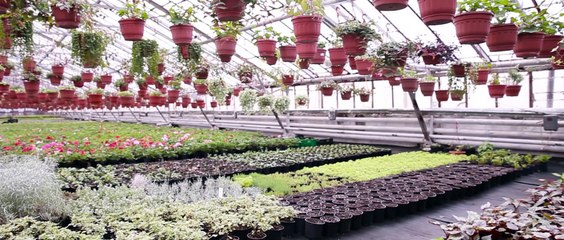 Современные теплицы в Агрофирме «Подмосковное»