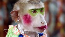 FUNNY MONKEY BEAUTY & TALENT SHOW  BANGKOK, THAILAND  TRAVEL