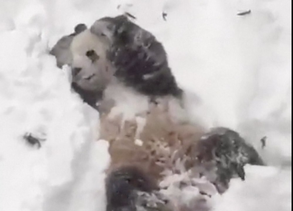 Washington: Tian Tian, le panda qui profite de la tempête Jonas