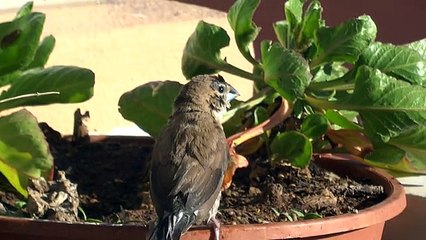 Capucins goinfres et compagnie